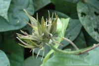 Ipomoea
