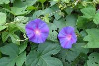 Ipomoea