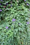 Ipomoea