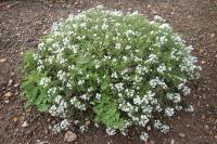 Lobularia maritima