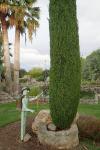 Cupressus sempervirens