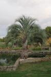 Butia capitata