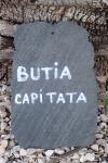 Butia capitata
