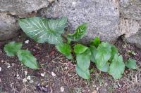 Arum italicum