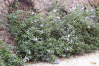 Plumbago auriculata