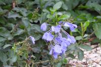 Plumbago auriculata