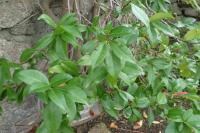 Trachelospermum jasminoides