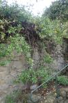 Trachelospermum jasminoides
