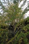Ginkgo biloba
