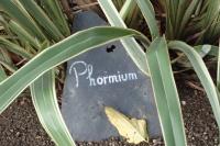 Phormium tenax