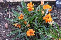 Gazania rigens