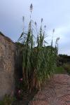 Arundo donax