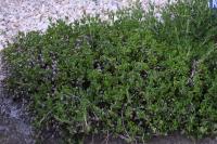 Lampranthus
