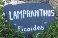 Lampranthus