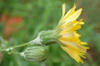 Sonchus tenerrimus