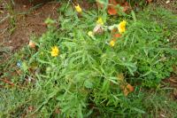 Sonchus tenerrimus