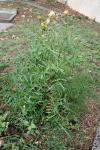 Sonchus tenerrimus