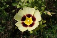 Cistus halimifolius