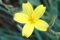Lactuca viminea