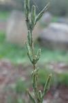 Lactuca viminea