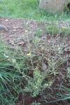 Lactuca viminea