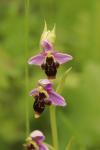 Ophrys scolopax