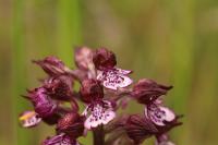 Orchis purpurea