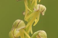 Orchis anthropophora
