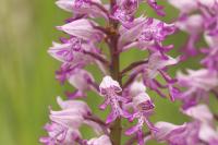 Orchis militaris