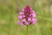 Anacamptis pyramidalis