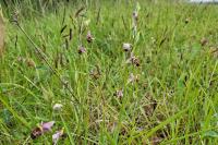 Ophrys scolopax