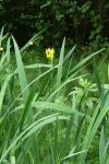 Iris pseudacorus