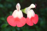 Salvia microphylla