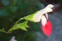 Salvia microphylla
