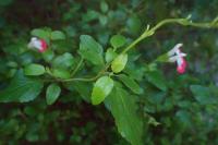Salvia microphylla