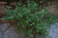 Salvia microphylla
