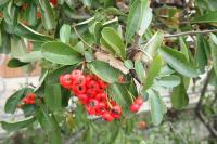 Pyracantha