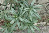 Nerium oleander