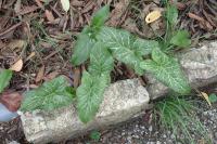 Arum italicum
