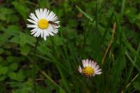 Bellis perennis