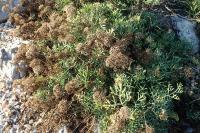 Crithmum maritimum