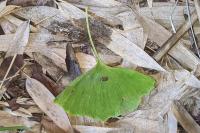 Ginkgo biloba