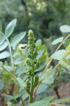 Rhus coriaria