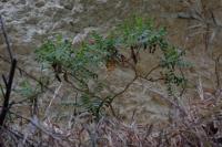 Rhus coriaria