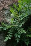 Rhus coriaria