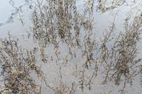 Salicornia procumbens