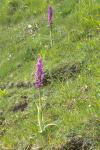 Orchis mascula
