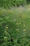 Phlomis russeliana