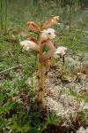 Orobanche caryophyllacea