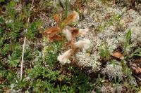Orobanche caryophyllacea